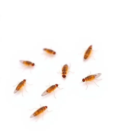 Fleas