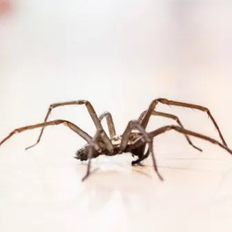  spider exterminator