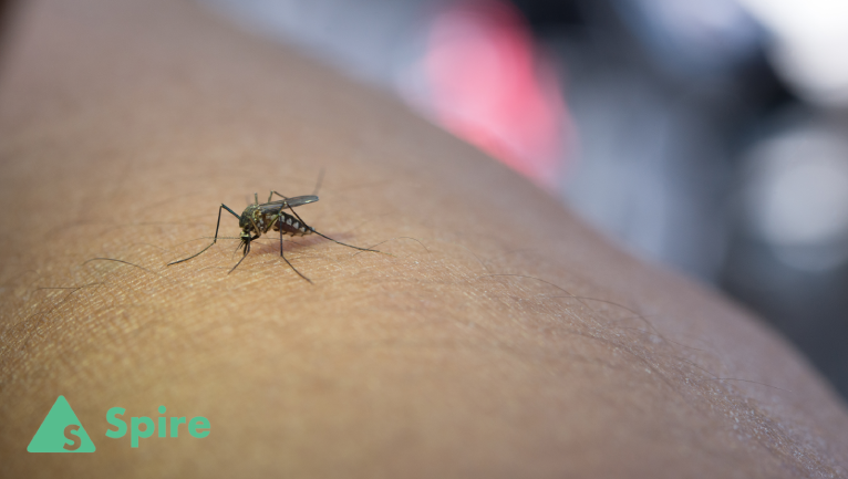 How to Prevent From Mosquito? | Useful Tips