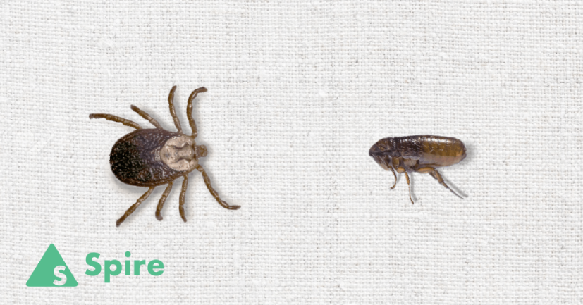 Controlling Fleas and Ticks around Your Home