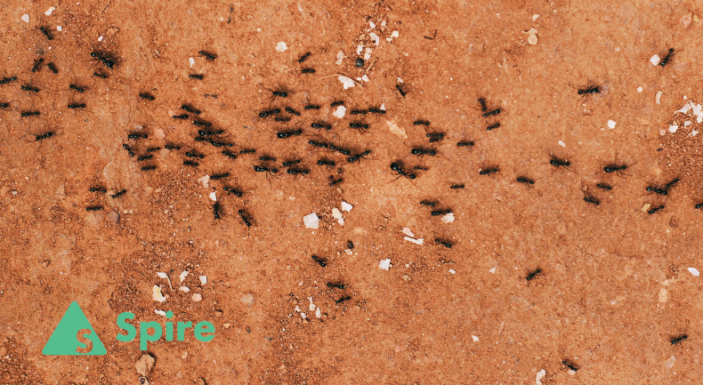 All About Ants | Facts & Types
